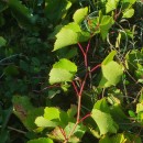 Vitis x instabilis Ardenghi, Galasso, Banfi & LastrucciVitis x instabilis Ardenghi, Galasso, Banfi & Lastrucci
