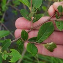 Salix atrocinerea Brot.Salix atrocinerea Brot.