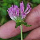 Trifolium pratense L.Trifolium pratense L.