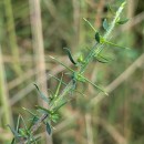 Genista berberidea LangeGenista berberidea Lange