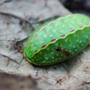 Apoda limacodes (Hufnagel, 1766)Apoda limacodes (Hufnagel, 1766)