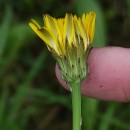 Hypochaeris radicata L.Hypochaeris radicata L.