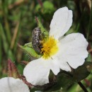 Oxythyrea funesta (Poda, 1761)Oxythyrea funesta (Poda, 1761)