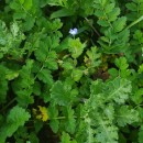 Veronica polita Fr.Veronica polita Fr.