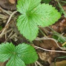 Fragaria vesca L.Fragaria vesca L.