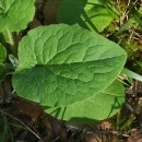 Doronicum carpetanum Boiss. & Reuter ex Willk. subsp.pubescens (Perez Morales, Penas, Llamas & Acedo) AizpuruDoronicum carpetanum Boiss. & Reuter ex Willk. subsp.pubescens (Perez Morales, Penas, Llamas & Acedo) Aizpuru