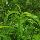 Prunus persica (L.) BatschPrunus persica (L.) Batsch
