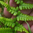 Dryopteris affinis - Grupo (Lowe) Fraser-JenkinsDryopteris affinis - Grupo (Lowe) Fraser-Jenkins
