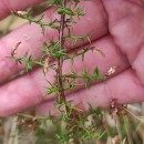 Genista triacanthos Brot.Genista triacanthos Brot.