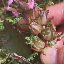 Pedicularis sylvatica L. subsp. sylvaticaPedicularis sylvatica L. subsp. sylvatica