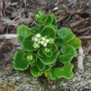 Cochlearia danica L.Cochlearia danica L.