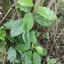 Frangula alnus Mill.Frangula alnus Mill.