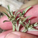 Gnaphalium uliginosum L.Gnaphalium uliginosum L.