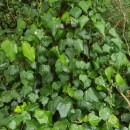 Hedera canariensis Willd.Hedera canariensis Willd.