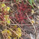 Drosera intermedia HayneDrosera intermedia Hayne