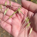 Avena barbata Pott subsp. barbataAvena barbata Pott subsp. barbata