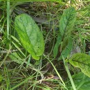 Scrophularia auriculata L.Scrophularia auriculata L.