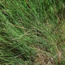 Agrostis curtisii KerguélenAgrostis curtisii Kerguélen