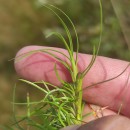 Isolepis fluitans (L.) R.Br.Isolepis fluitans (L.) R.Br.
