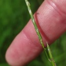 Glyceria fluitans (L.) R. Br.Glyceria fluitans (L.) R. Br.