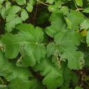 Ficus carica L.Ficus carica L.