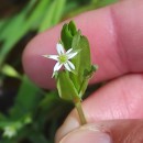 Stellaria alsine GrimmStellaria alsine Grimm