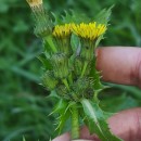 Sonchus asper (L.) HillSonchus asper (L.) Hill