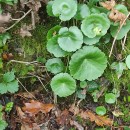 Umbilicus rupestris (Salisb.) DandyUmbilicus rupestris (Salisb.) Dandy