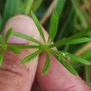 Galium spurium L.Galium spurium L.