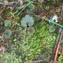 Ranunculus nigrescens FreynRanunculus nigrescens Freyn