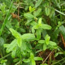 Cistus inflatus Pourr. ex DemolyCistus inflatus Pourr. ex Demoly