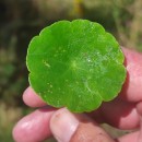 Hydrocotyle vulgaris L.Hydrocotyle vulgaris L.