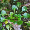 Saxifraga spathularis Brot.Saxifraga spathularis Brot.