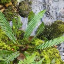 Struthiopteris spicant (L.) WeissStruthiopteris spicant (L.) Weiss