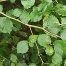 Ulmus glabra Huds.Ulmus glabra Huds.