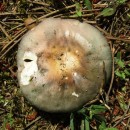 Russula sp. Pers. 1796Russula sp. Pers. 1796