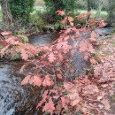 Quercus rubra L.Quercus rubra L.