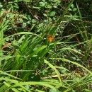 Crocosmia × crocosmiiflora (Lemoine) N.E.Br.Crocosmia × crocosmiiflora (Lemoine) N.E.Br.