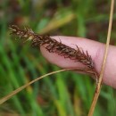 Carex laevigata Sm.Carex laevigata Sm.