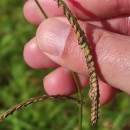 Paspalum dilatatum Poir.Paspalum dilatatum Poir.