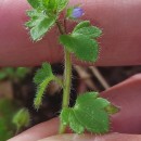 Veronica hederifolia L.Veronica hederifolia L.