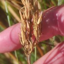 Narthecium ossifragum (L.) Huds.Narthecium ossifragum (L.) Huds.