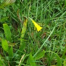 Narcissus bulbocodium L.Narcissus bulbocodium L.