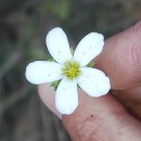 Arenaria montana L.Arenaria montana L.