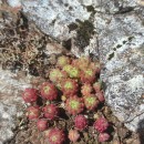 Sedum hirsutum All.Sedum hirsutum All.