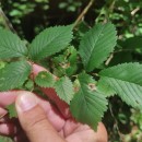 Ulmus glabra Huds.Ulmus glabra Huds.
