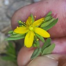 Hypericum humifusum L.Hypericum humifusum L.