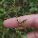 Echinochloa crus-galli (L.) Beauv.Echinochloa crus-galli (L.) Beauv.