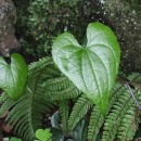 Dioscorea communis (L.) Caddick & WilkinDioscorea communis (L.) Caddick & Wilkin