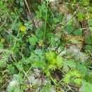 Trifolium dubium Sibth.Trifolium dubium Sibth.